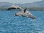 Нов вид делфини бяха открити край бреговете на Австралия