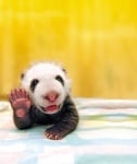 Новородена панда