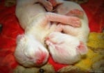Новородени бели котенца