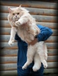 Огромна пухкава котка