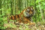 Кучешка болест заплашва Суматранските тигри