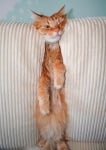 Оранжева котка, заклещена в облегалката на дивана