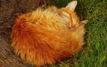 Оранжева котка