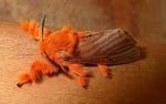 Оранжева пеперуда