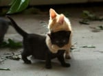 Оранжево котенце прегръща черно коте