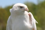 Орел албинос