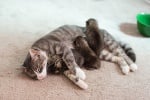 Осиротяла котка се сдоби с осиновени бебета, които приема като свои