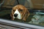 Защо не трябва да оставяте кучето само в автомобил?