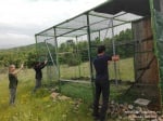 Освобождават в дивата природа на България египетски лешояди, отгледани в зоопаркове