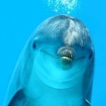 От какво боледуват делфините