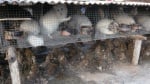 Правителството на Норвегия реши да се закрият всички ферми, отглеждащи животни за кожи