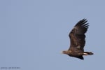 Откриха гнездо на най - големия орел в България