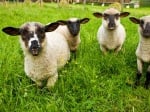 Хиляди овце измират от мистериозна ваксина в Азия