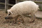 Овцесвин - хибрид между домашна свиня и прасе от порода Линкълншир