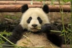 Панда яде бамбук