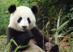 Пандите са застрашени от промените в климата