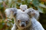 Първото бебе коала за сезона се роди в парка "Australia Zoo"