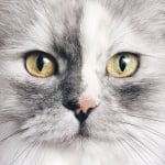 Запознайте се с Алис - котката с най - красива мраморна козина в света