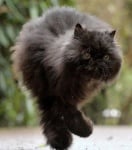 Персийска котка на два крака