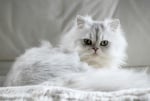 Персийска котка (Персийка)
