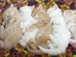 Пет малки котенца спят заедно