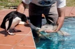 Пингвин и спасено делфинче