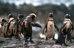 Пингвини с нефт