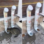 РЕСПЕКТ! Пловдивчанин направи автоматична хранилка за бездомни животни