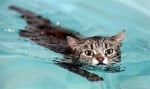 Плуват ли котките