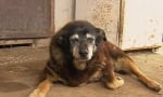Почина австралийската овчарка Маги, най - възрастното куче в света