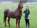 Почина най - старият кон в света, достигнал 120 човешки години