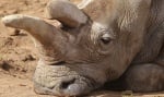 Почина един от 4-те останали северни бели носорози в целия свят