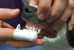 Почистване зъбите на кучето