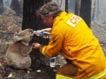 Пожарникар дава вода на коала