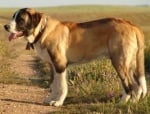 Португалско пастирско куче