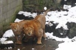 Посетители в китайски зоопарк замерят животните със снежни топки