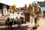 Прасе помага при обучението на пожарникари