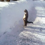 Права котка в снега