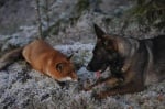 Приятелство между лисица и домашно куче