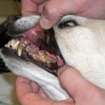 Проблеми със зъбите на кучето