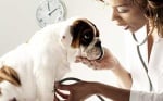 Кои са 5-те най - проблемни породи кучета за ветеринарите?