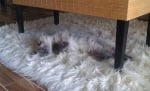 Пухкава котка на пухкав килим
