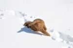 Пухкаво кученце в снега