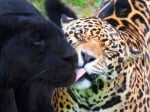 Пума и леопард се целуват
