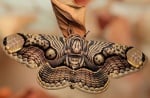 Пъстро-кафява пеперуда