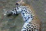 Ягуарът от ловешкия зоопарк бе застрелян с истински куршум, вместо с упойка