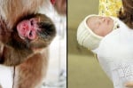 Кръстиха новородена маймунка на кралското бебе Шарлот