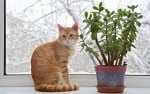 Растения, безопасни за котките