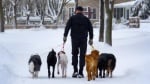 Разхождане на кучето през зимата