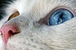 Различни очи на котка